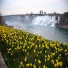 images/Niagara/Niag-012.jpg