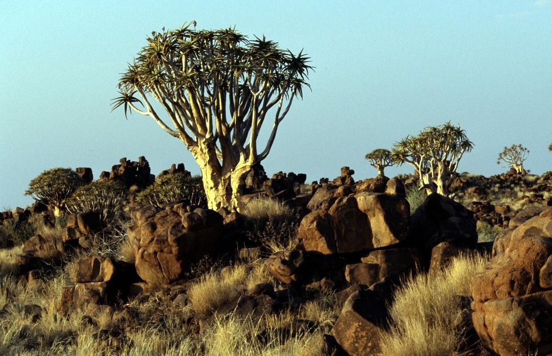 namib