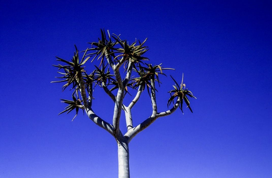 namib