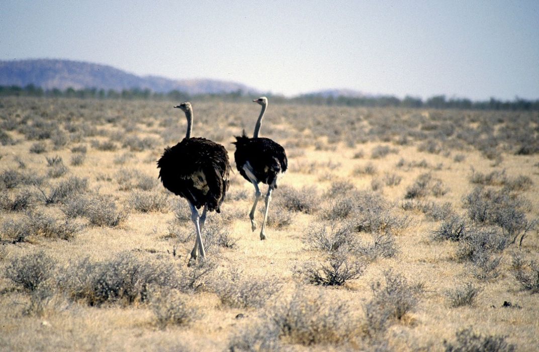 namib