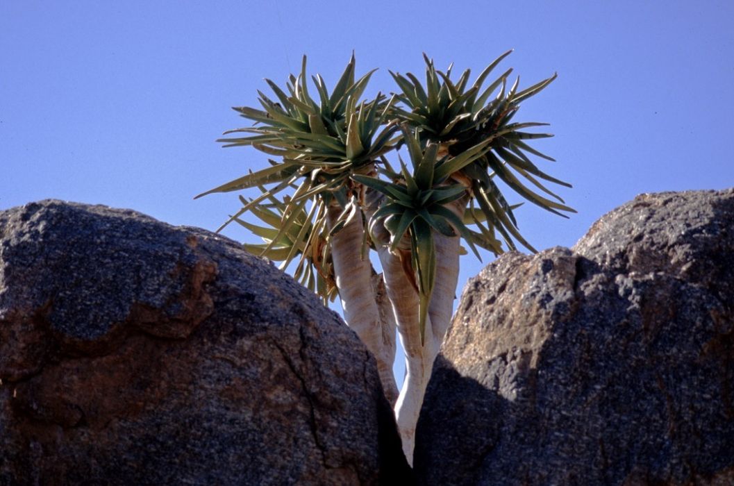 namib