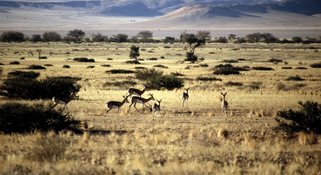 namib