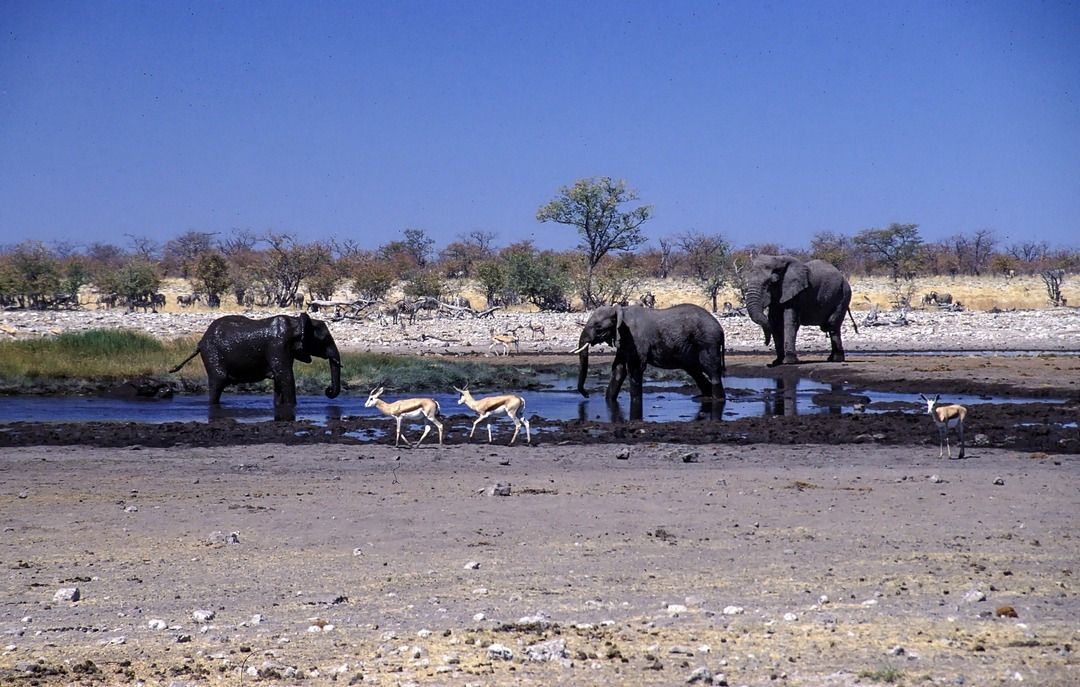 namib