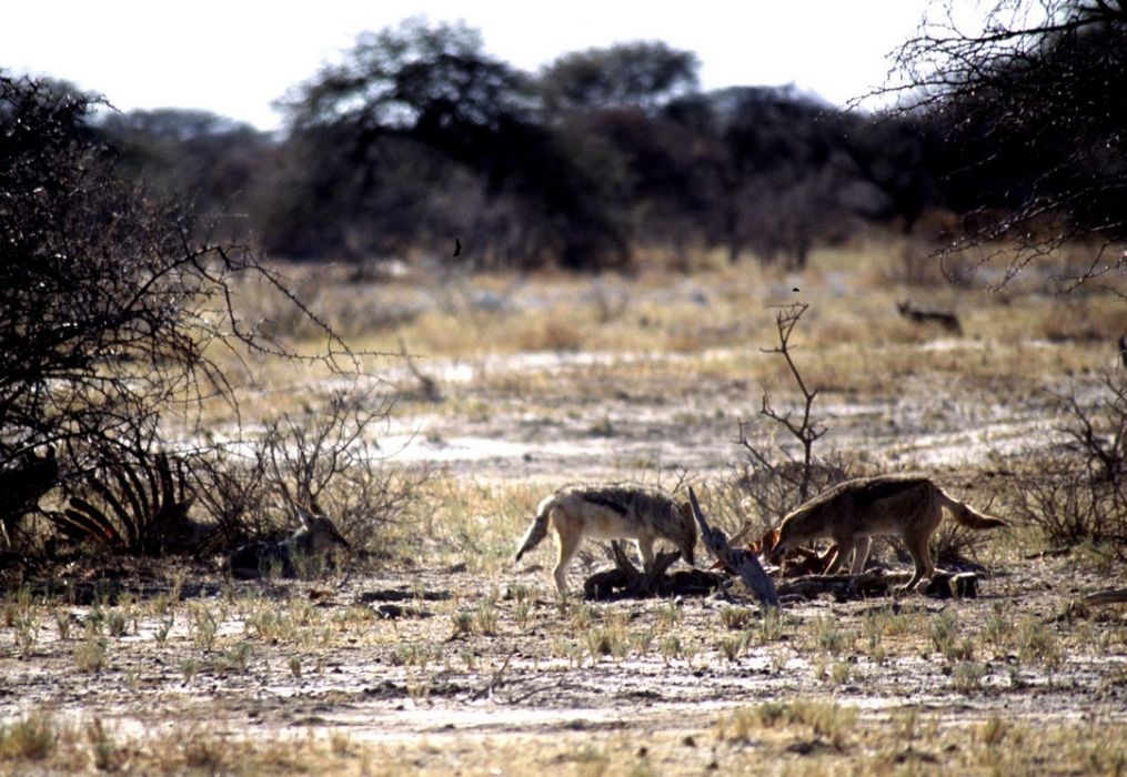 namib