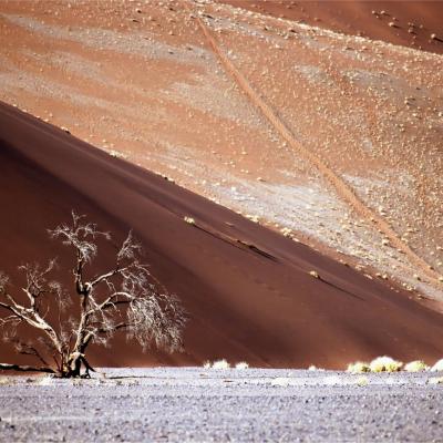 Namib 019
